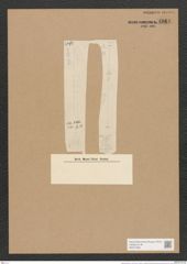 Nitzschia kittlii Grun. (de-Toni-Nr.: Genus 47, Species 2054) Zeichnungen Sammlung Grunow Nr. 4061 (NHMW-BOT-W0371895)